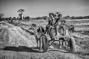 Malgache en su cebú vagón en Madagascar